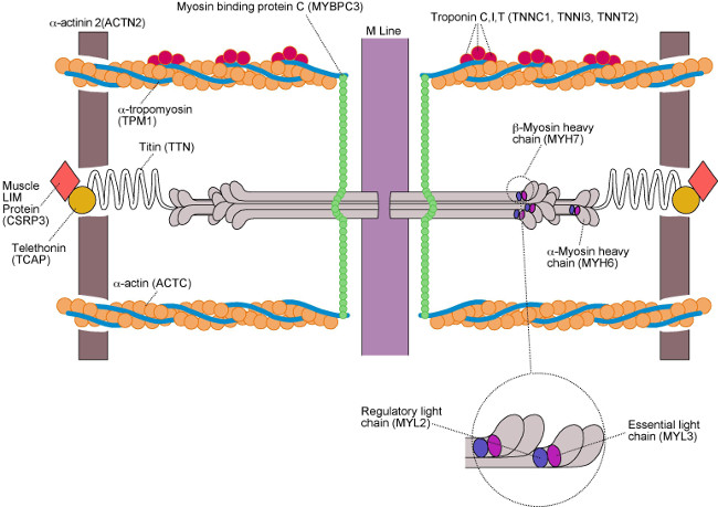 genetic causation of HCM